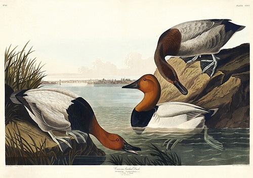 Canvas backed duck 1827 - canvas,